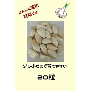 にんにく球根　少し小さめ２０個(プランター)