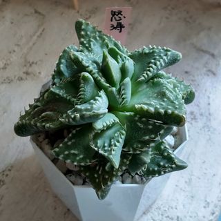 多肉植物  怒涛(フォーカリア)(その他)