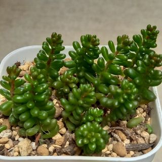 💚多肉植物　セダム　レッドベリー　抜き苗💚(プランター)