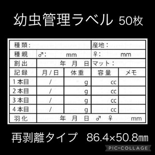 幼虫管理ラベル① 10面5シート 再剥離タイプ クワガタ オオクワガタ カブト(虫類)