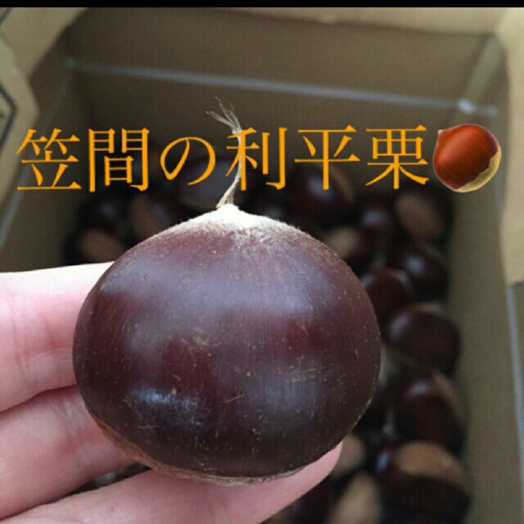 訳あり1kg➕100g 笠間の利平栗☆生栗 食品/飲料/酒の食品(野菜)の商品写真