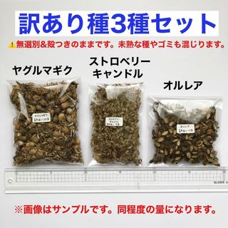 花の種　訳あり種3種セット(その他)