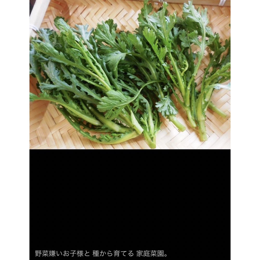 昭和からの味 春菊 シュンギク 400粒 1.2g 2ml◆家庭菜園 食品/飲料/酒の食品(野菜)の商品写真