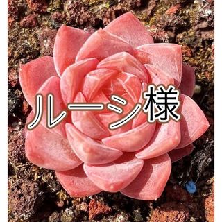 agavoides 'Wax錦　多肉植物　エケベリア (その他)