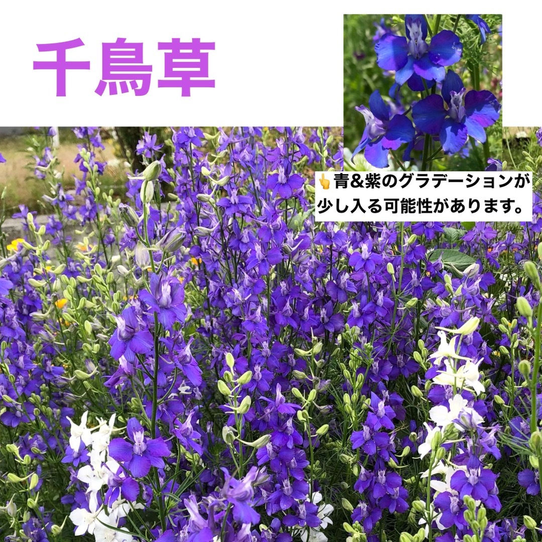 【ご専用ページ】同梱 千鳥草 種子 (約150粒) ラークスパー  (飛燕草)