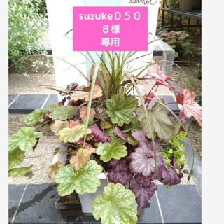 寄せ植え 花 suzuke0508様専用の通販 by バンビ's shop|ラクマ