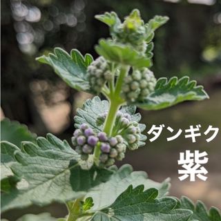 ダンギク　段菊　花苗　根付き苗　紫②　１株　ふんわりお花がたくさん咲き続けます(プランター)