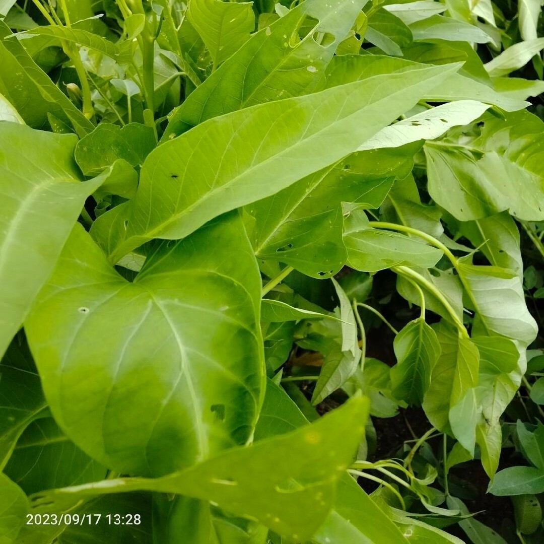 無農薬野菜　野菜詰め合わせセット 食品/飲料/酒の食品(野菜)の商品写真