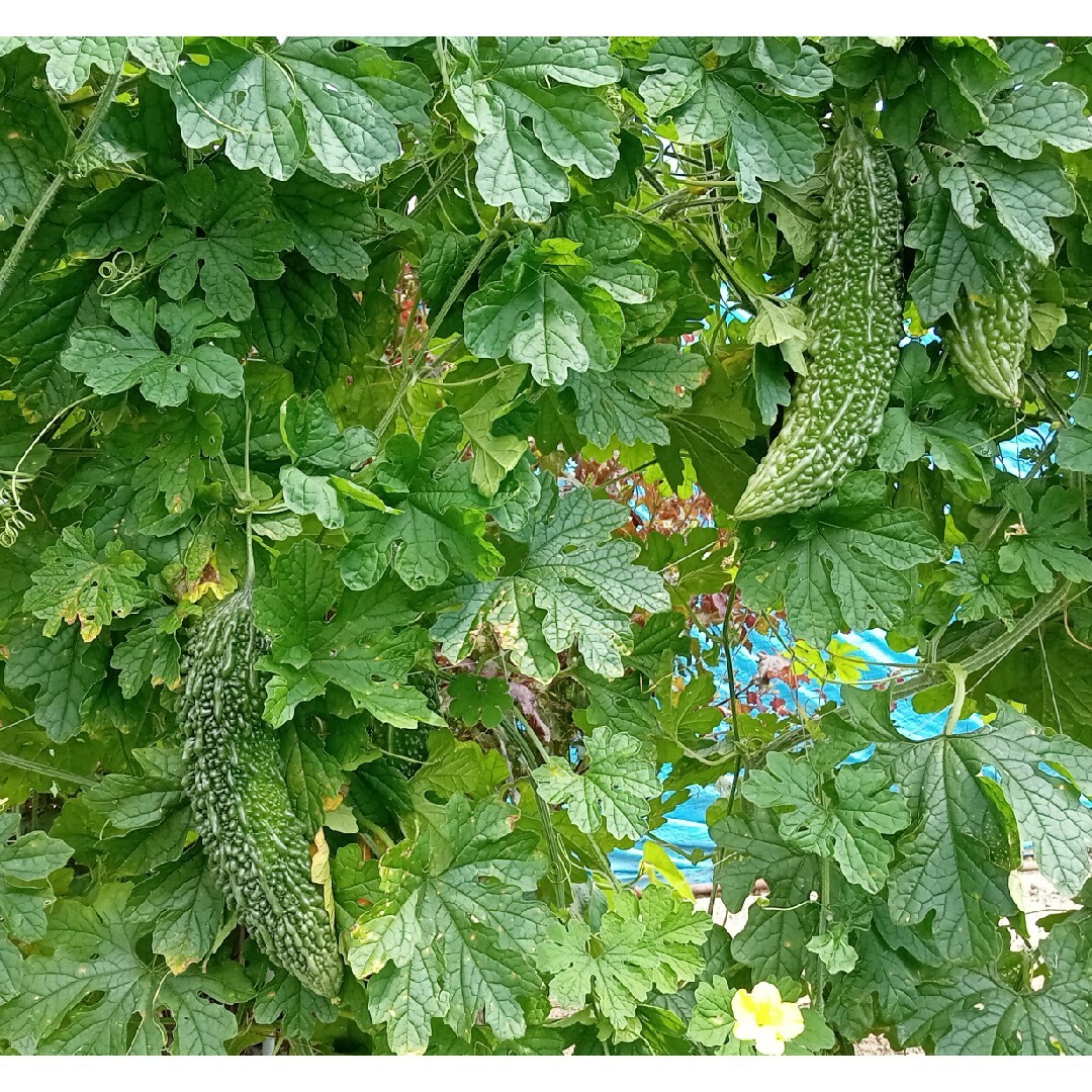 無農薬野菜　野菜詰め合わせセット 食品/飲料/酒の食品(野菜)の商品写真