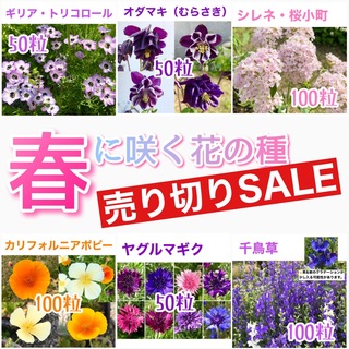 春に咲く秋蒔きの花の種  売り切りSALE①(その他)