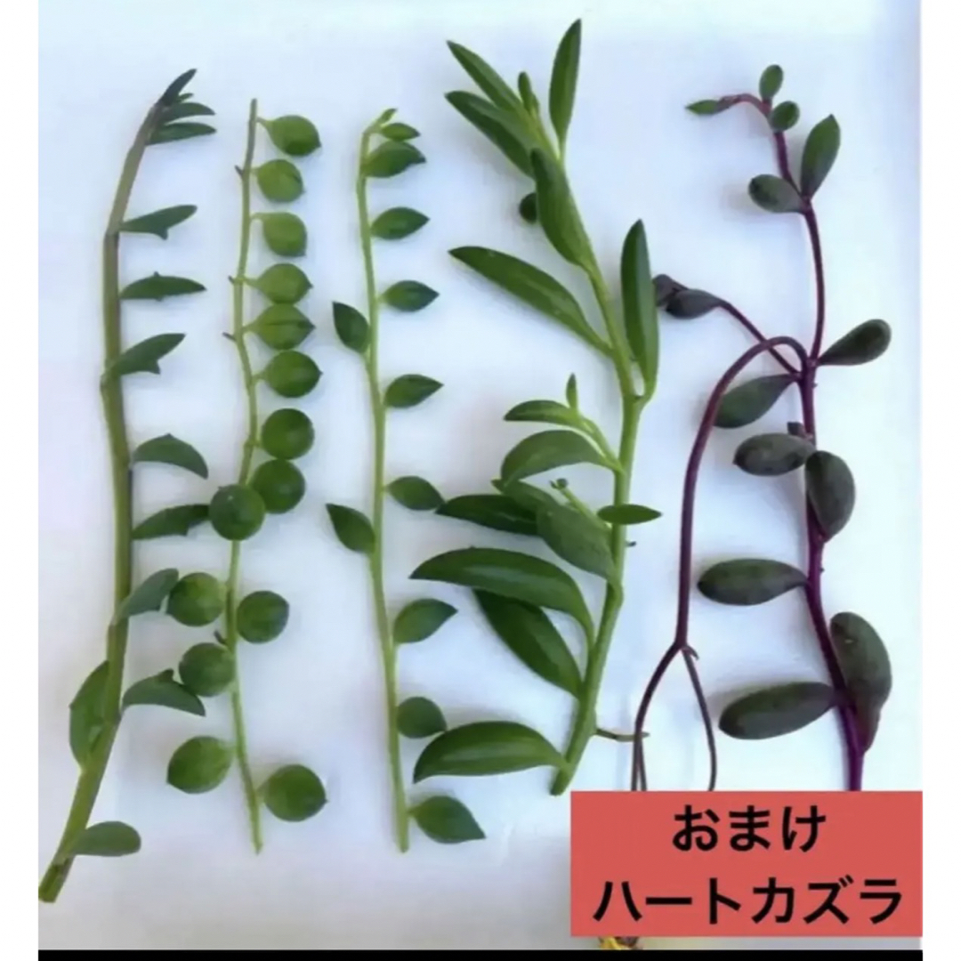 多肉植物　カット苗 ネックレスセット5点➕ハートカズラ  ハンドメイドのフラワー/ガーデン(その他)の商品写真