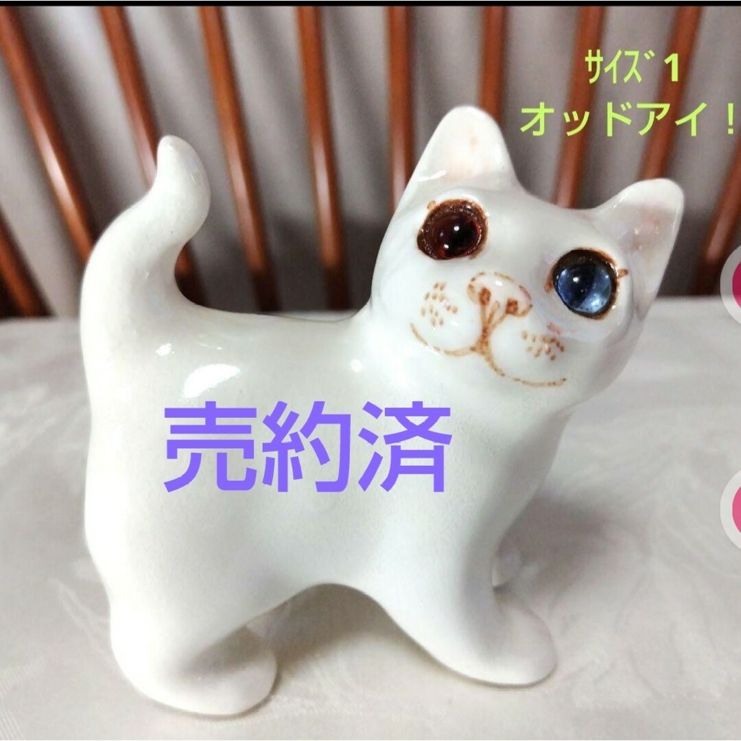 売約済、幸運を運んでくるオッドアイ！ウィンスタンレイキャット、サイズ1の白い子猫のサムネイル