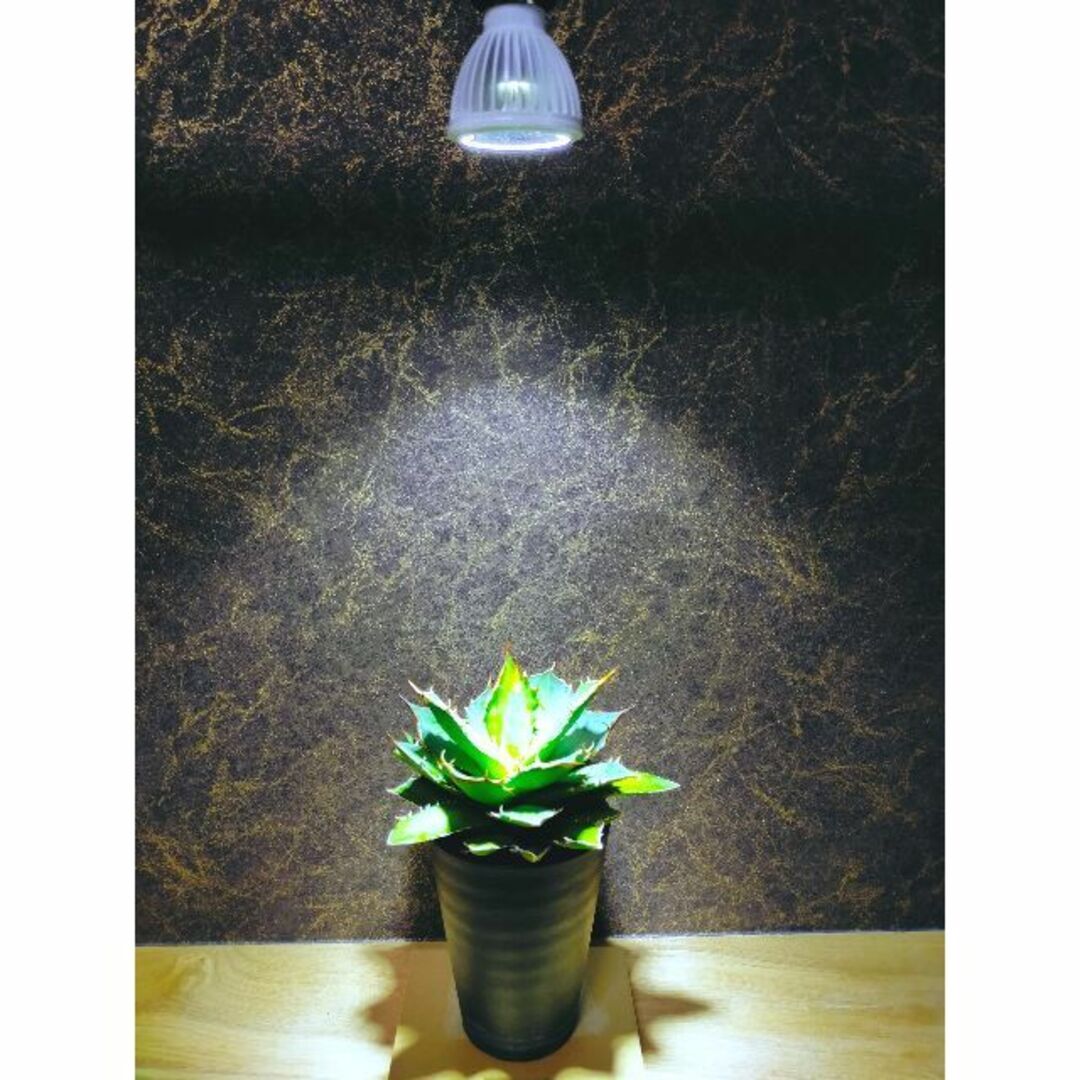 植物育成ライト 15W 6500K 3個 白色 太陽光 フルスペクトルLEDの通販