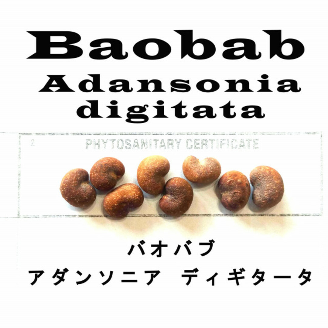 9月入荷 200粒 バオバブ アダンソニア ディギタータ 種 種子 証明書