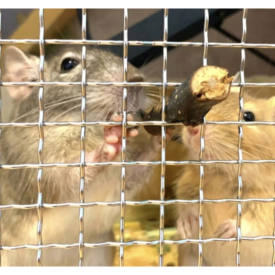 小動物 ケージ まとめ売り-