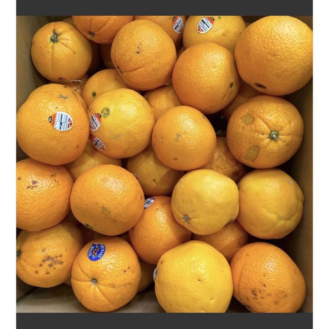 オーストラリア産訳ありオレンジ約10キロ 食品/飲料/酒の食品(フルーツ)の商品写真