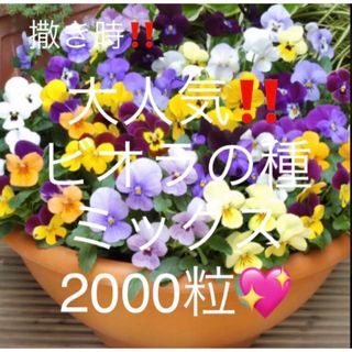 大人気‼️ビオラの種ミックス☆2000粒‼︎ビオラを育ててみませんか✨d(その他)