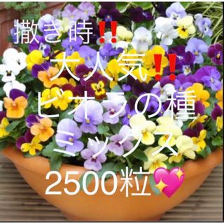 大人気‼️ビオラの種ミックス☆2500粒‼︎ビオラを育ててみませんか✨d(その他)