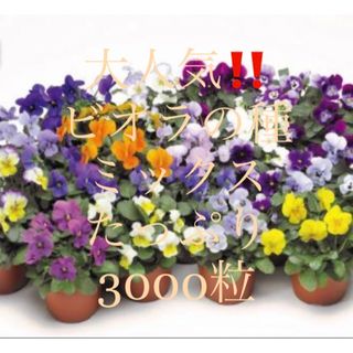 大人気‼️ビオラの種ミックス☆3000粒‼︎ビオラを育ててみませんか✨d(その他)