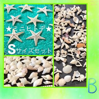 琉球*海のたね　ミニヒトデ　Sサイズ  Bセット 小さな スターフィッシュ(各種パーツ)