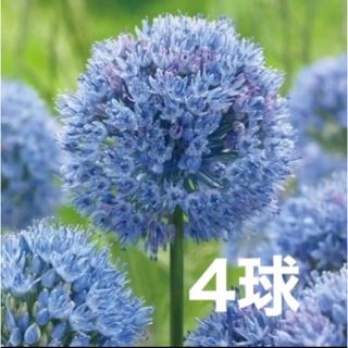 植えっぱなしアリウム　コエルレウム　球根4球(その他)