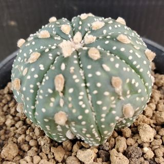 サボテン🌵兜丸苗(プランター)