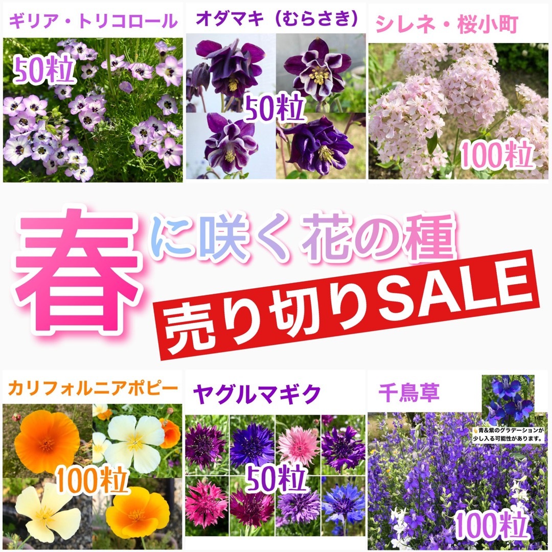 春に咲く秋蒔きの花の種  売り切りSALE① ハンドメイドのフラワー/ガーデン(その他)の商品写真