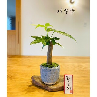 パキラの苔盆栽　ホソバオキナゴケ　信楽焼