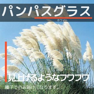 ゆうパケット　パンパスグラス☆ホワイト☆種子20粒(その他)