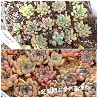 抜き苗☆紅葉時は蛍光色☆韓国苗　エケベリア　パンダ　多肉植物　【小】(その他)