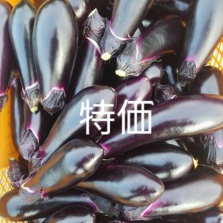 数量　限定　茄子　なす　100本程　訳あり　B級品　箱込15キロ(野菜)