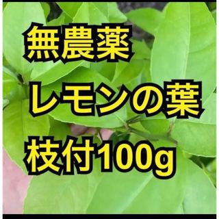 無農薬レモンの葉　枝付100g(その他)