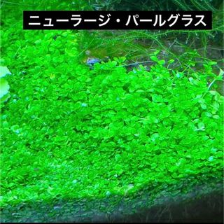 初心者おすすめ【第四種発送】ニューラージ　パールグラス　水草　アクアリウム(アクアリウム)