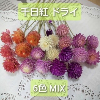 【6色MIX120粒】千日紅 センニチコウ ドライフラワー 茎付き(ドライフラワー)