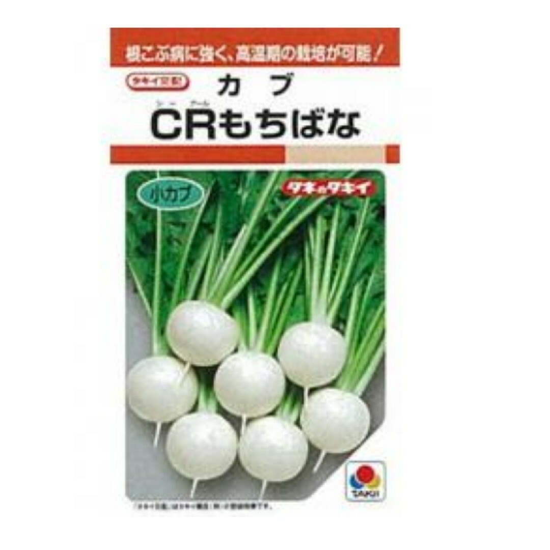 カブ  CRもちばな 種 種子 1dl タキイ種苗