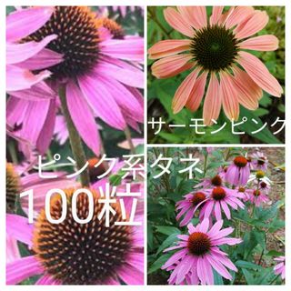 エキナセア　ピンク系　花の種100粒以上(プランター)