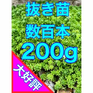 強い多肉植物　万能セダム　抜き苗モリモリ200g 即購入歓迎(その他)