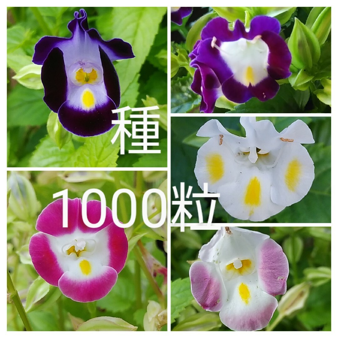 トレニア　ミックス色　花の種1000粒以上 ハンドメイドのフラワー/ガーデン(その他)の商品写真