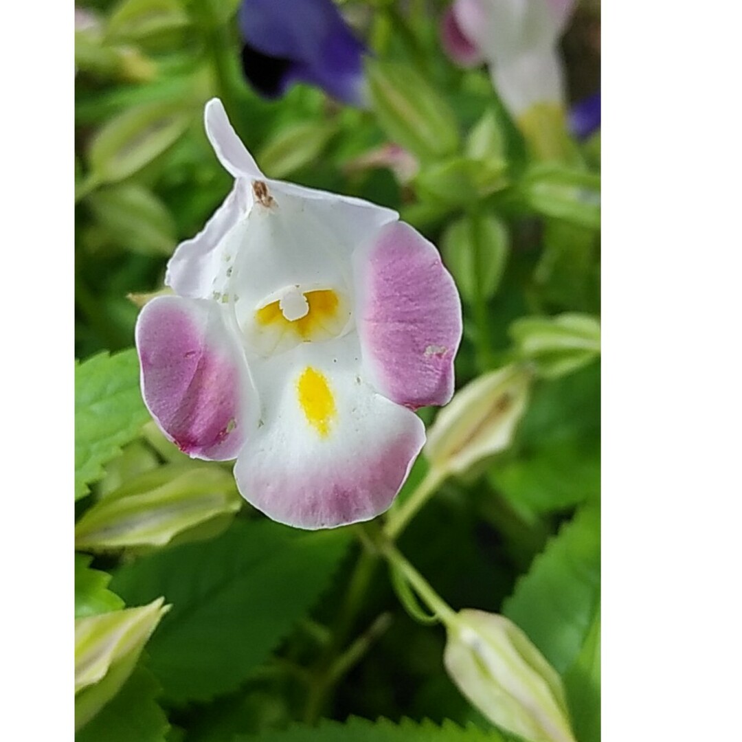 トレニア　ミックス色　花の種1000粒以上 ハンドメイドのフラワー/ガーデン(その他)の商品写真