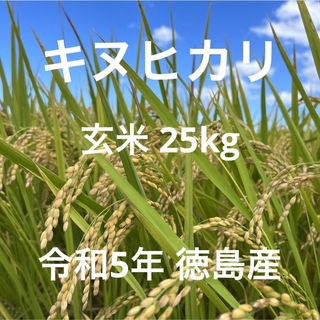 キヌヒカリ 玄米 25kg 令和5年 徳島産(米/穀物)