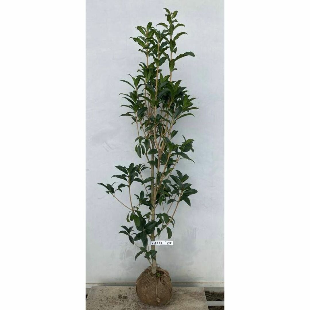 《現品》キンモクセイ　樹高1.7ｍ（根鉢含まず）172【金木犀/苗木/植木/庭木