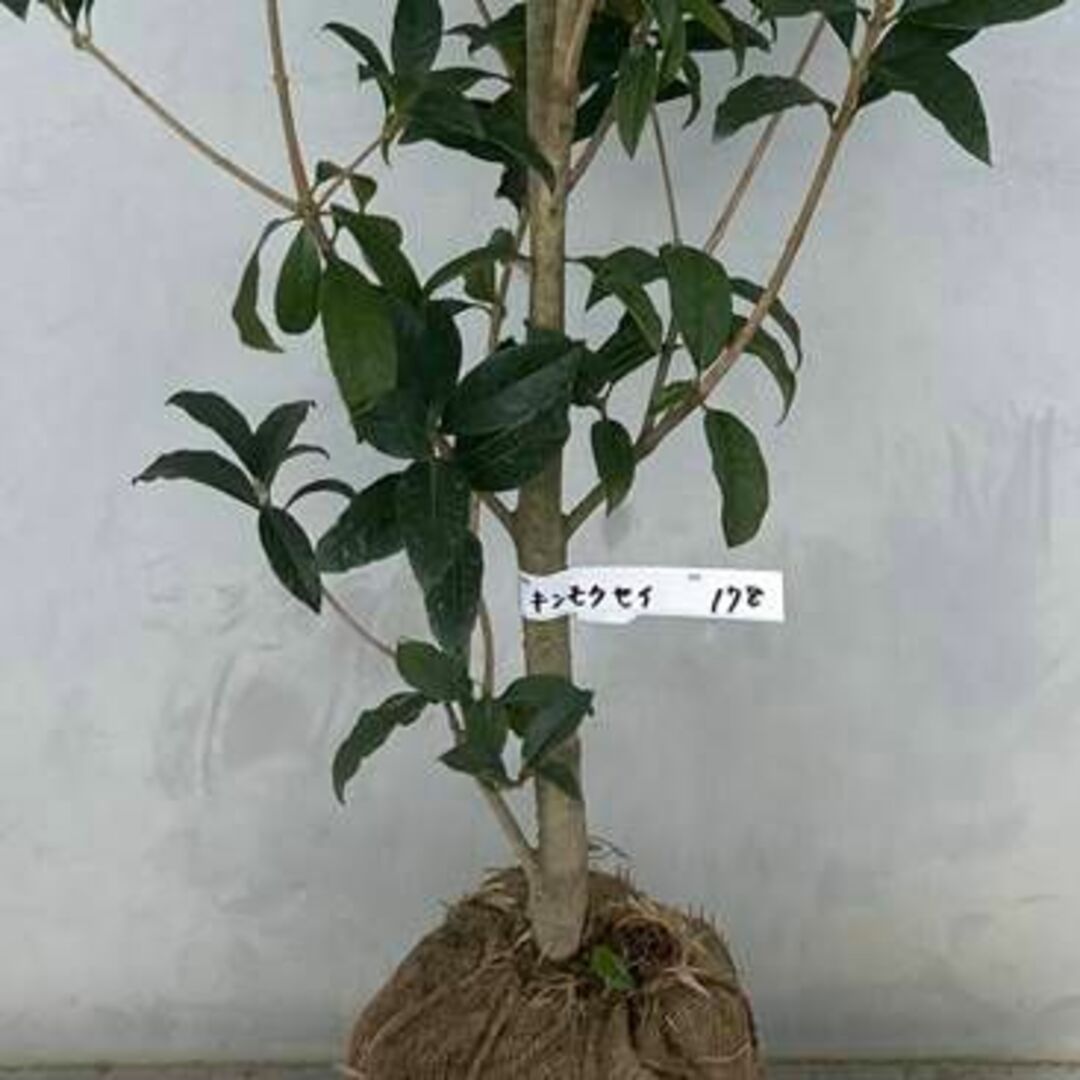 《現品》キンモクセイ 樹高1.2m(根鉢含まず)178【金木犀/苗木/植木/庭木