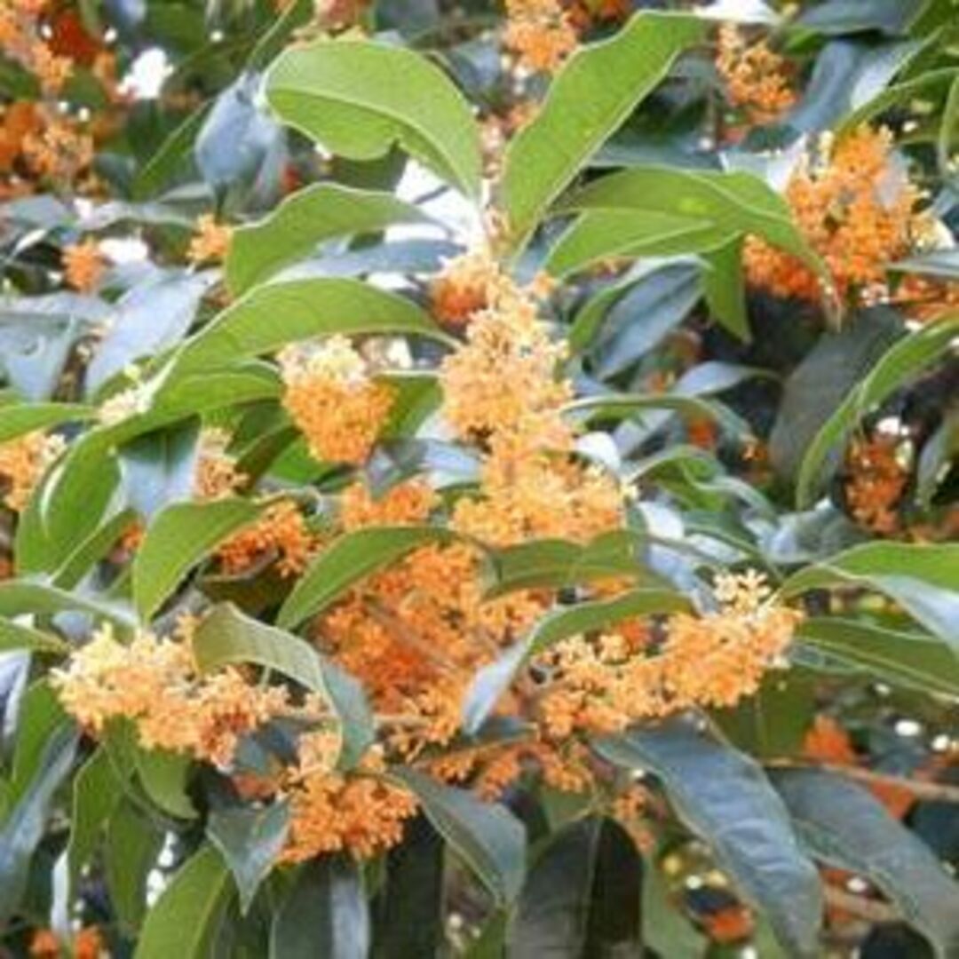 《現品》キンモクセイ 樹高1.2m(根鉢含まず)178【金木犀/苗木/植木/庭木