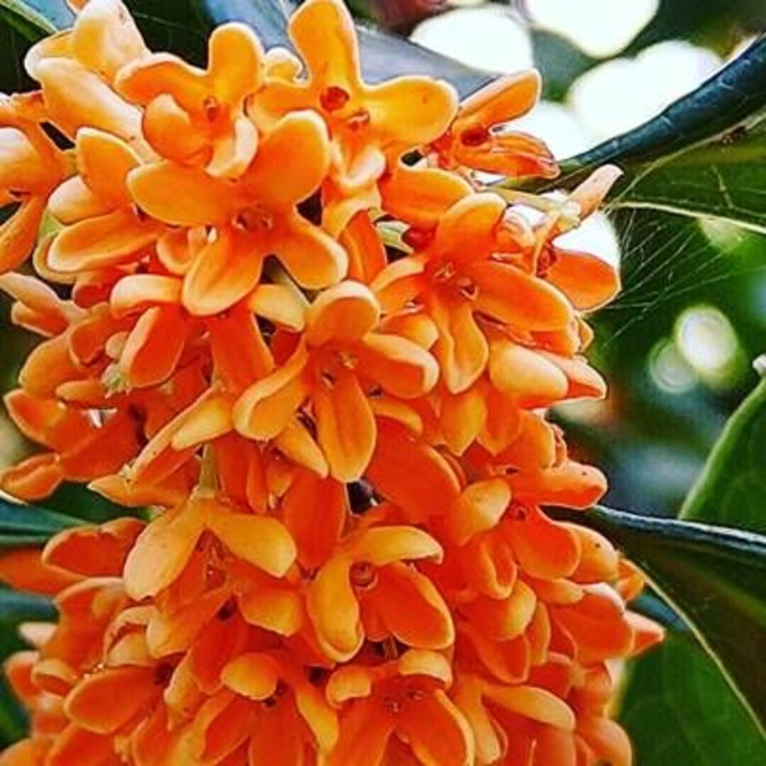 《現品》キンモクセイ 樹高1.2m(根鉢含まず)178【金木犀/苗木/植木/庭木