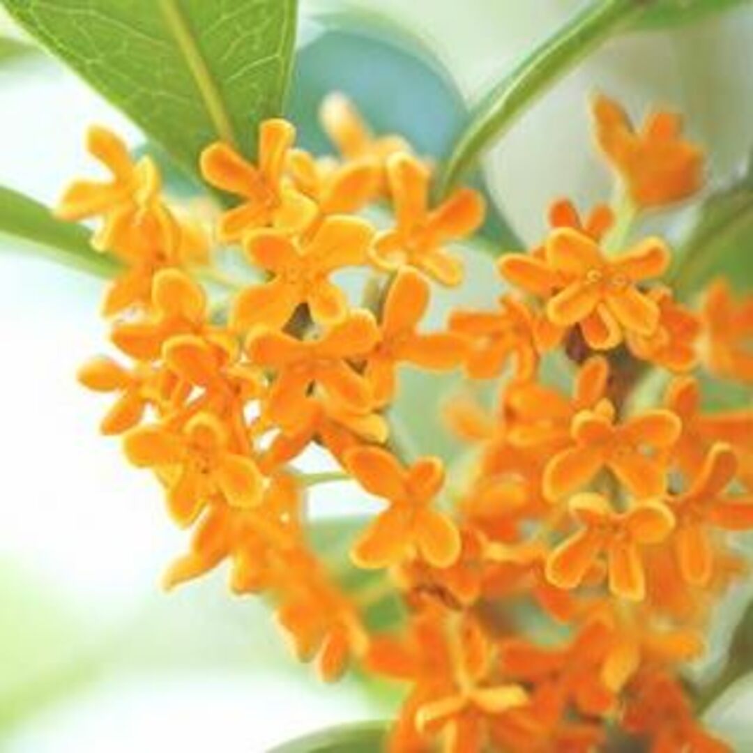 《現品》キンモクセイ 樹高1.2m(根鉢含まず)178【金木犀/苗木/植木/庭木