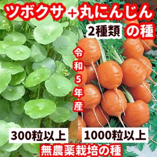 丸ニンジンの種【1000粒以上】＋ツボクサ【300粒以上】の種のセット(野菜)