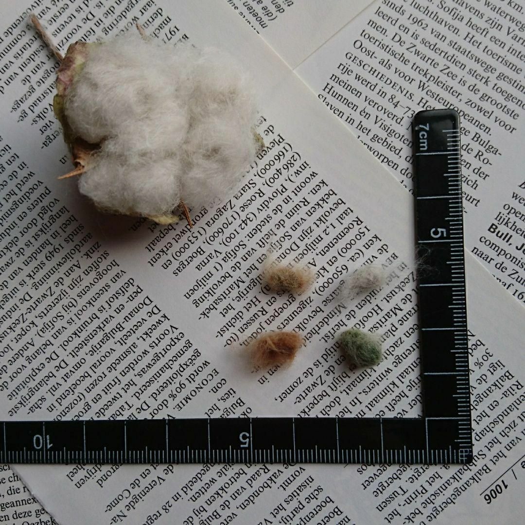 綿花の種 4色 ① ハンドメイドのフラワー/ガーデン(その他)の商品写真