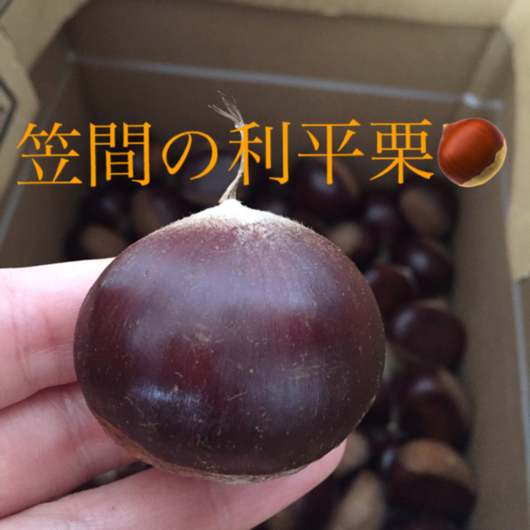 訳あり1kg➕100g 笠間の利平栗☆生栗 食品/飲料/酒の食品(野菜)の商品写真
