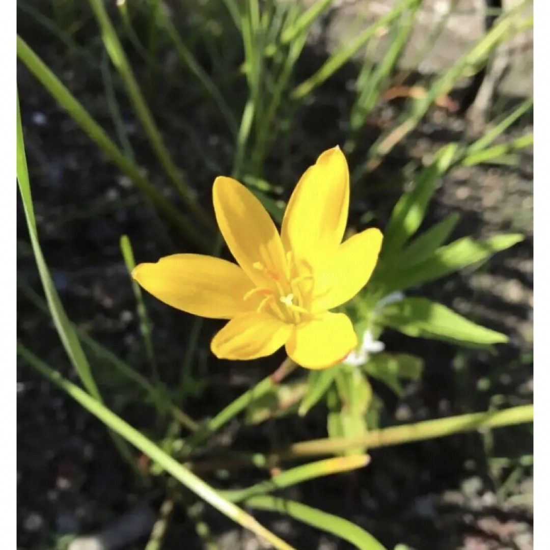 黄色の可愛い花が咲く❣️レインリリー(タマスダレ)の種15個 ハンドメイドのフラワー/ガーデン(その他)の商品写真