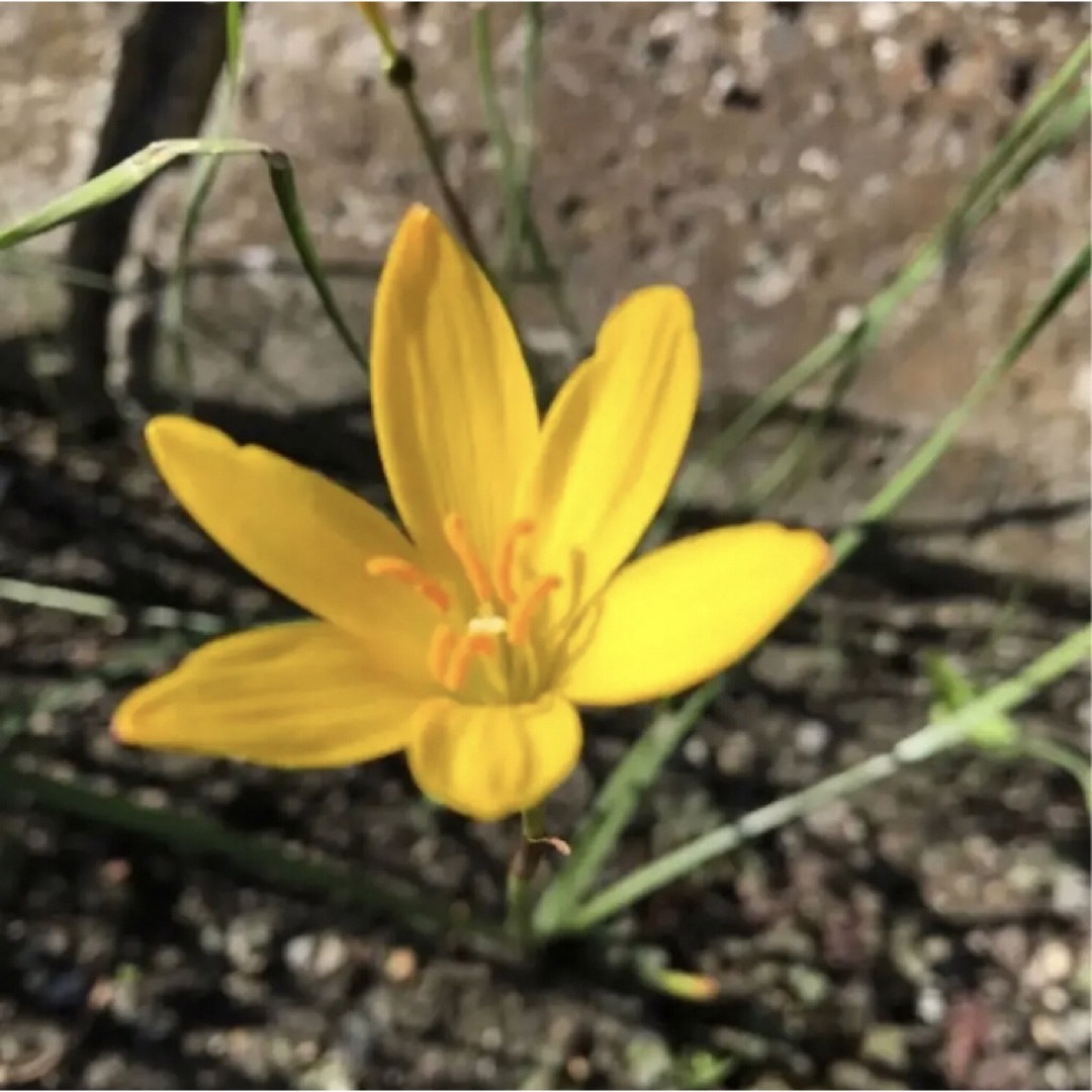 黄色の可愛い花が咲く❣️レインリリー(タマスダレ)の種15個 ハンドメイドのフラワー/ガーデン(その他)の商品写真